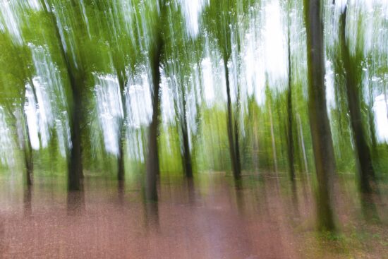 Het bewogen bos